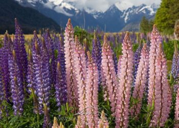 Το «κρέας του φτωχού»: Η καλλιέργειά του δίνει 400 εupώ το στρέμμα – Τι είναι ο καρπός αυτός