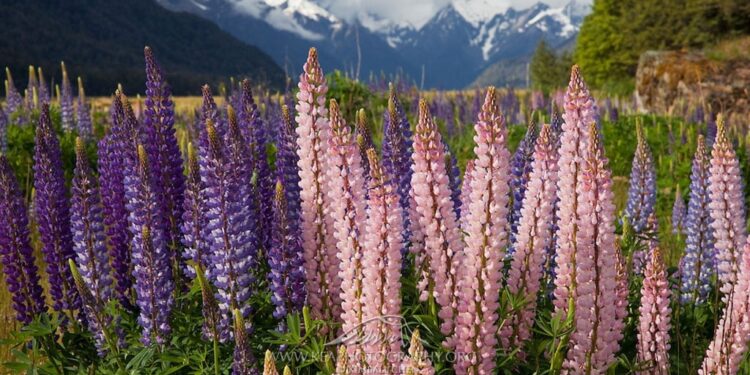 Alldaynews.gr Το «κρέας του φτωχού»: Η καλλιέργειά του δίνει 400 εupώ το στρέμμα – Τι είναι ο καρπός αυτός