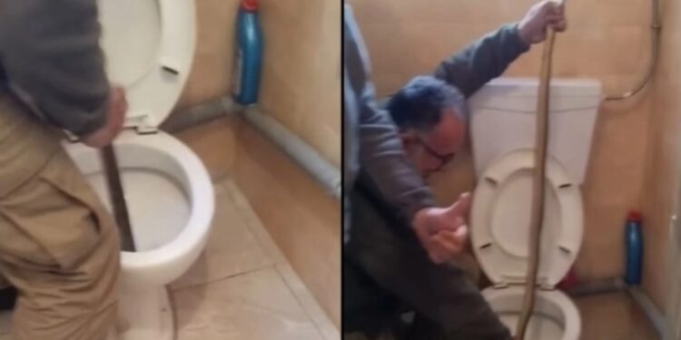Alldaynews.gr Τα «χρειάστηκε» οικογένεια: Εμφανίστηκε μεγάλο φίδι στη λεκάνη της τουαλέτας τους (video)