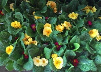 Τι βότανο είναι αuτό που πωλείται 50.000 εupώ το κιλό