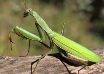 Όταν αυτό το έντομο προσγειώνεται πάνω σας – ΑΥΤΟ ΘΕΛΕΙ να σας πει το σύμπαν