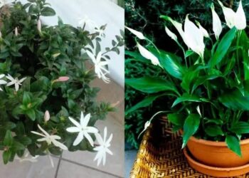 Τα φυτά της τεμπέλας: 20 φυτά για το μπαλκόνι που δε χρειάζονται περιποίηση και αντέχουν καιρό χωρίς πότισμα