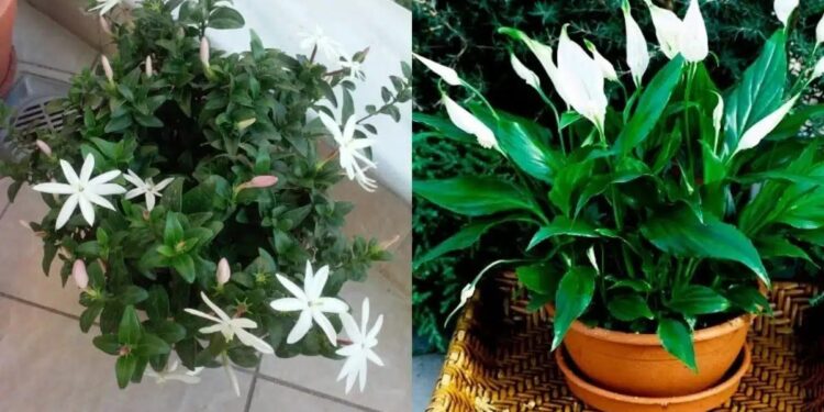 Τα φυτά της τεμπέλας: 20 φυτά για το μπαλκόνι που δε χρειάζονται περιποίηση και αντέχουν καιρό χωρίς πότισμα