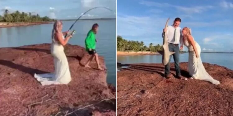 Alldaynews.gr Επικό βίντεο: Νύφη ψάρεψε καρχαρία κατά τη διάρκεια των γαμήλιων φωτογραφιών – «Νόμιζα ότι τραβούσα ένα μεγάλο ψάρι»