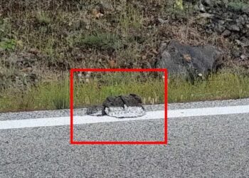 Έκαναν διαγράμμιση σε δρόμο στην Καρδίτσα πάνω σε κλαδιά, φύλλα, ακόμη και κοπριά