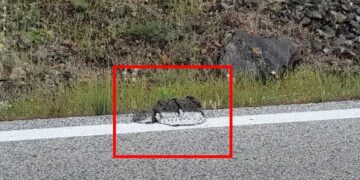 Alldaynews.gr Έκαναν διαγράμμιση σε δρόμο στην Καρδίτσα πάνω σε κλαδιά, φύλλα, ακόμη και κοπριά