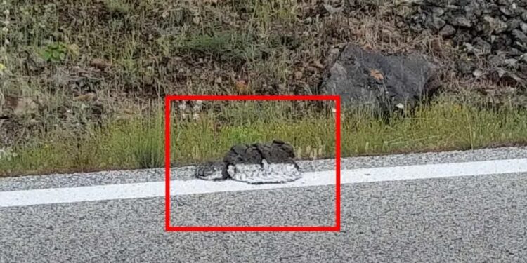 Alldaynews.gr Έκαναν διαγράμμιση σε δρόμο στην Καρδίτσα πάνω σε κλαδιά, φύλλα, ακόμη και κοπριά