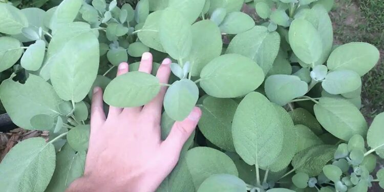 Alldaynews.gr Το «φυτό της αθανασίας» που ρίχνει σάκχαρο και χοληστερίνη, προστατεύει από καρκίνο και ενισχύει τη μνήμη