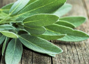 Το «φυτό της αθανασίας» που ρίχνει σάκχαρο και χοληστερίνη, προστατεύει από καρκίνο και ενισχύει τη μνήμη