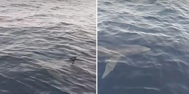 Alldaynews.gr Κέρκυρα 15.04.2025