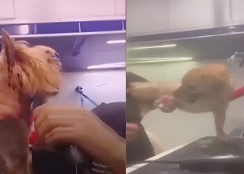 Οργή στα social media με κομμώτρια ζώων – Βίντεο τη δείχνουν να κακοποιεί ζώα