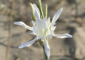 Τα Κρινάκια της Παναγίας με την υπέροχη ευωδία που φυτρώνουν εκεί που δεν φυτρώνει τίποτε άλλο