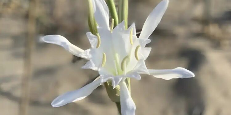 Τα Κρινάκια της Παναγίας με την υπέροχη ευωδία που φυτρώνουν εκεί που δεν φυτρώνει τίποτε άλλο