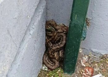 Alldaynews.gr Φίδι σε προαύλιο σχολείου στην Αθήνα – Είναι το μεγαλύτερο είδος που ζει στην Ελλάδα