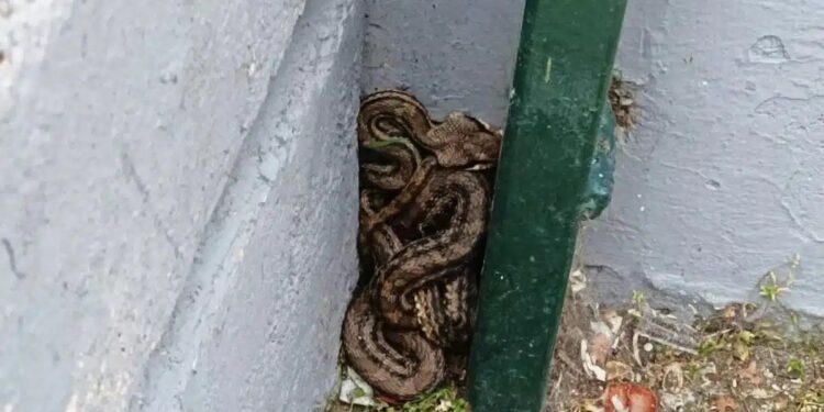 Alldaynews.gr Φίδι σε προαύλιο σχολείου στην Αθήνα – Είναι το μεγαλύτερο είδος που ζει στην Ελλάδα