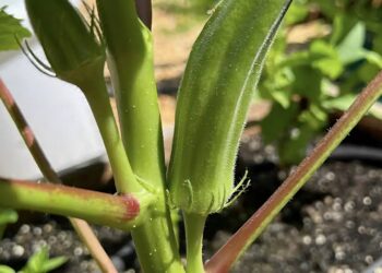 Το παρεξηγημένο πράσινο λαχανικό που μειώνει φυσικά την χοληστερίνη