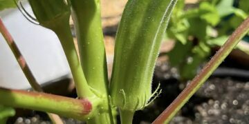 Alldaynews.gr Το παρεξηγημένο πράσινο λαχανικό που μειώνει φυσικά την χοληστερίνη