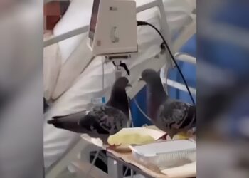 Βίντεο δείχνει περιστέρια να τσιμπολογούν το φαγητό ασθενή μέσα σε δωμάτιο του νοσοκομείου «Ερυθρός Σταυρός»
