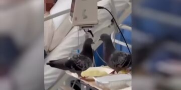 Alldaynews.gr Βίντεο δείχνει περιστέρια να τσιμπολογούν το φαγητό ασθενή μέσα σε δωμάτιο του νοσοκομείου «Ερυθρός Σταυρός»