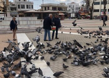 Εστιατόριο σέρβιρε στους πελάτες περιστέρια από τον δρόμο ως ψητή πάπια