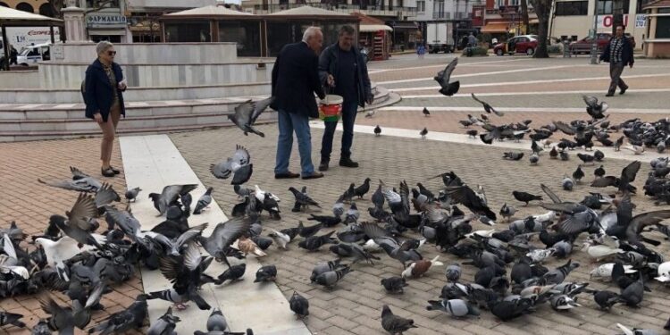 Alldaynews.gr Εστιατόριο σέρβιρε στους πελάτες περιστέρια από τον δρόμο ως ψητή πάπια