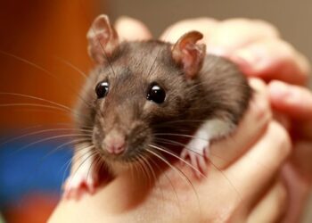 Η NASA έστειλε ποντίκια εκεί που γέρασαν 10 χρόνια οι δύο αστροναύτες και τρόμαξε με αυτό που έπαθαν