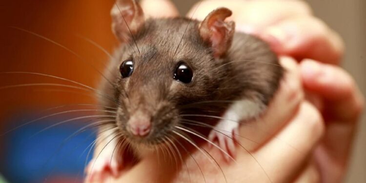 Alldaynews.gr Η NASA έστειλε ποντίκια εκεί που γέρασαν 10 χρόνια οι δύο αστροναύτες και τρόμαξε με αυτό που έπαθαν