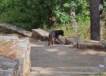 Παράτησαν 7 μεγαλόσωμα σκυλιά στο Άλσος Παγκρατίου ανήμερα της παγκόσμιας ημέρας αδέσποτων ζώων