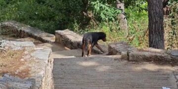 Alldaynews.gr Παράτησαν 7 μεγαλόσωμα σκυλιά στο Άλσος Παγκρατίου ανήμερα της παγκόσμιας ημέρας αδέσποτων ζώων