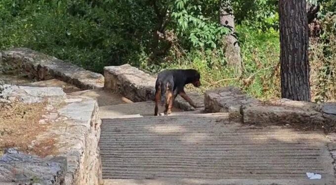 Alldaynews.gr Παράτησαν 7 μεγαλόσωμα σκυλιά στο Άλσος Παγκρατίου ανήμερα της παγκόσμιας ημέρας αδέσποτων ζώων