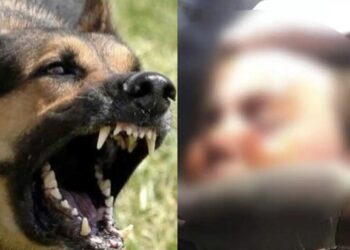 Την κατασπάραξε: Αυτή είναι η άτυχη 5χρονη που της επιτέθηκε σκύλος έξω από το σπίτι της στο Αγρίνιο