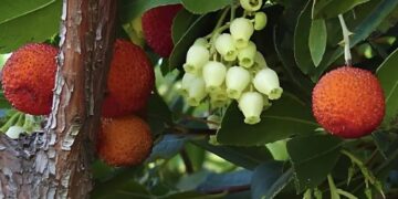 Alldaynews.gr Ο ξεχασμένος ελληνικός «θησαυρός» που ξεπερνά κάθε υπερτροφή