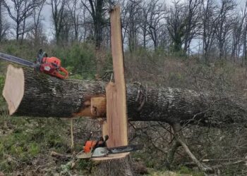 35χρονος συνελήφθη ενώ έκοβε δέντρα – Αποψίλωσε με 2 συνεργούς του την κορυφή βουνού (φωτο)