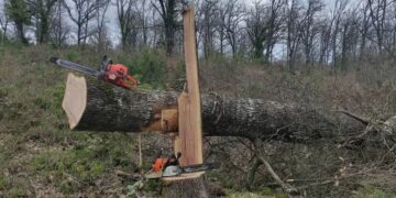 35χρονος συνελήφθη ενώ έκοβε δέντρα – Αποψίλωσε με 2 συνεργούς του την κορυφή βουνού (φωτο)