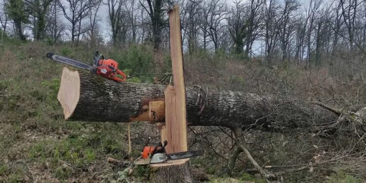 35χρονος συνελήφθη ενώ έκοβε δέντρα – Αποψίλωσε με 2 συνεργούς του την κορυφή βουνού (φωτο)