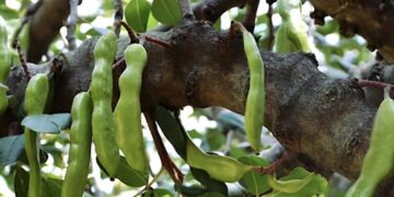 Η τροφή της κατοχής, κορυφαία πηγή ασβεστίου και σιδήρου, που ρίχνει σάκχαρο και χοληστερόλη και διατηρεί τα οστά γερά