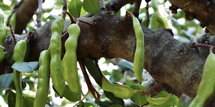 Η τροφή της κατοχής, κορυφαία πηγή ασβεστίου και σιδήρου, που ρίχνει σάκχαρο και χοληστερόλη και διατηρεί τα οστά γερά