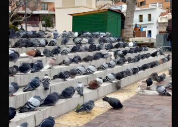 Μεγάλος Δήμος επιστρατεύει αρπακτικά πουλιά για να διώξει τα περιστέρια από την πόλη – Έντονες αντιδράσεις από τις φιλοζωικές