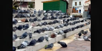 Μεγάλος Δήμος επιστρατεύει αρπακτικά πουλιά για να διώξει τα περιστέρια από την πόλη – Έντονες αντιδράσεις από τις φιλοζωικές