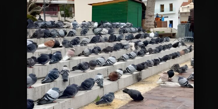 Μεγάλος Δήμος επιστρατεύει αρπακτικά πουλιά για να διώξει τα περιστέρια από την πόλη – Έντονες αντιδράσεις από τις φιλοζωικές