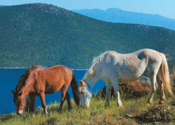 Alldaynews.gr Πανικός σε σχολική εκδρομή: Άλογο δάγκωσε στο πρόσωπο μαθητή – Με ασθενοφόρο ο μικρός στο Νοσοκομείο