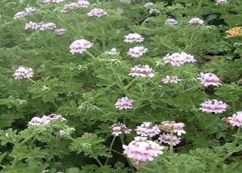 Η θαυματουργή ρίζα για τα νεύρα και την χοληστερίνη