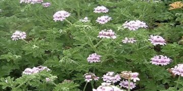 Alldaynews.gr Η θαυματουργή ρίζα για τα νεύρα και την χοληστερίνη