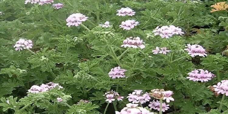 Alldaynews.gr Η θαυματουργή ρίζα για τα νεύρα και την χοληστερίνη