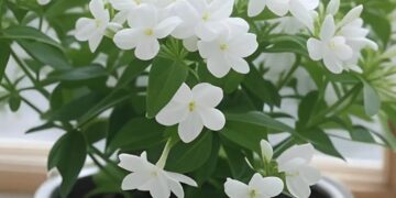 Alldaynews.gr 11 από τα καλύτερα αρωματικά φυτά που θα κάνουν το σπίτι σας να μυρίζει υπέροχα