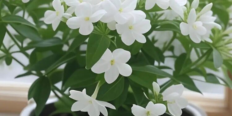 Alldaynews.gr 11 από τα καλύτερα αρωματικά φυτά που θα κάνουν το σπίτι σας να μυρίζει υπέροχα