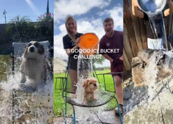 Προειδοποίηση προς τους ιδιοκτήτες κατοικίδιων για challenge στο TikTok – Ρίχνουν παγωμένο νερό σε ανυποψίαστα σκυλάκια
