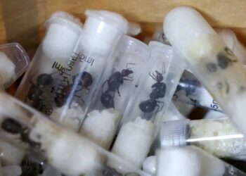 Συμμορία «στρίμωξε» 5.000 μυρμήγκια σε 2.244 σωληνάκια για να τα βγάλει λαθραία