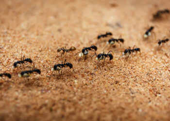 Μυρμήγκια στη γλάστρα: Αυτό είναι το μπαχαρικό που θα απομακρύνει τα ενοχλητικά έντομα από τα φυτά