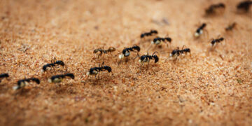 Μυρμήγκια στη γλάστρα: Αυτό είναι το μπαχαρικό που θα απομακρύνει τα ενοχλητικά έντομα από τα φυτά